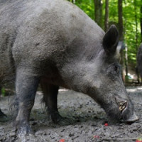 Nové případy afrického moru prasat v blízkosti českých hranic v Německu a na Slovensku